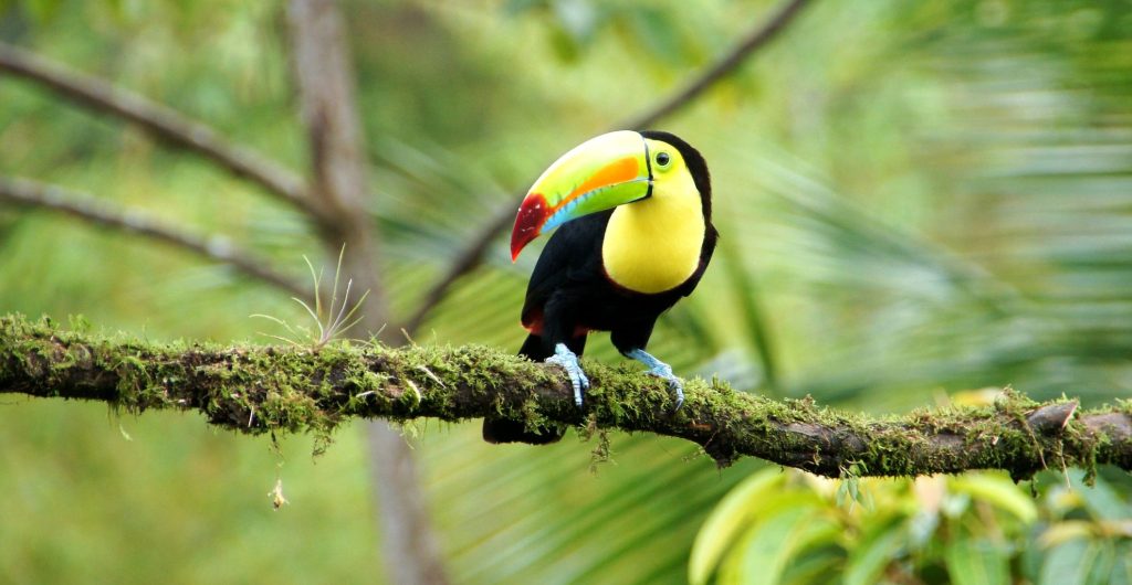 Costa Rica

Eco-Friendly Travel Destinations